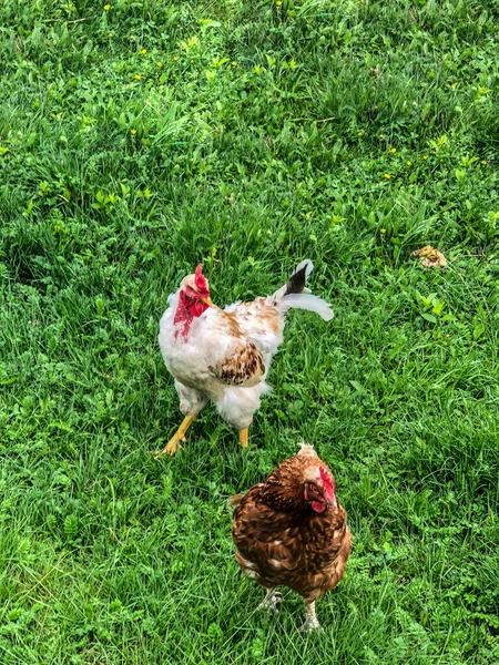 鶏と鶏は夏に草の上を歩く 家庭経済 鶏の肉 — ストック写真