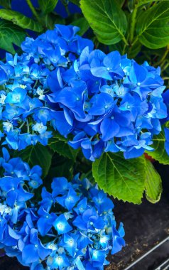 Stock Foto Mavi Ortanca, güzel yaz çiçeği