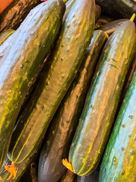 ストックフォト Fotoキュウリ おいしくて健康的な野菜 — ストック写真