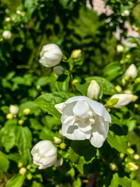 Цветок Фото Белый Жасмин Красивый Летний Цветок — стоковое фото