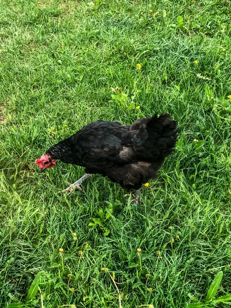 Kip Loopt Het Gras Zomer Huishoudelijke Economie Kippenvlees — Stockfoto