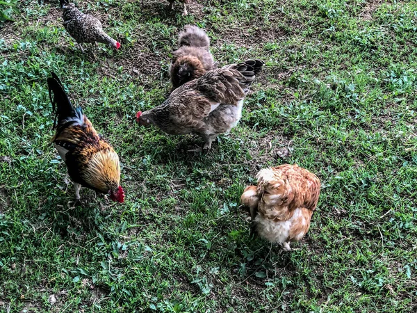 Hühner Und Hähne Spazieren Sommer Auf Dem Gras Haushaltswirtschaft Hühnerfleisch — Stockfoto