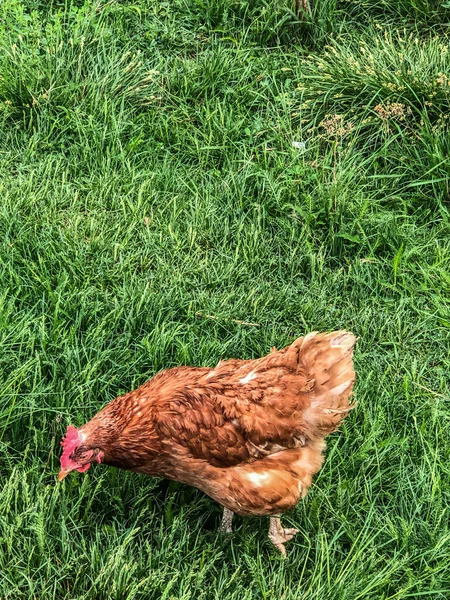 Kyckling Promenader Gräset Sommaren Hushållens Ekonomi Kyckling Kött — Stockfoto