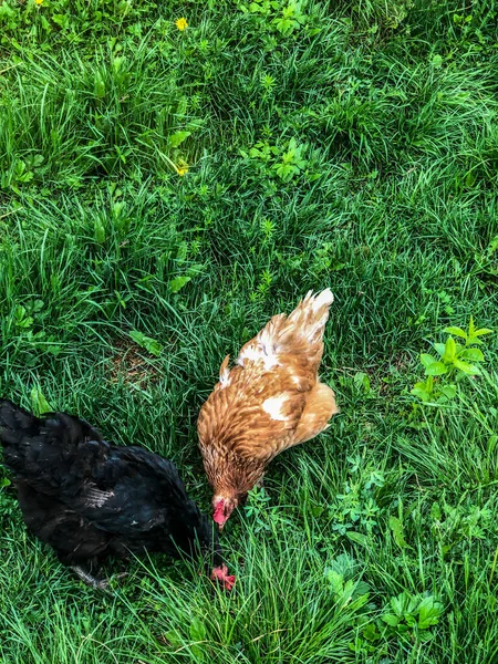 Hühnerspaziergänge Auf Dem Gras Sommer Haushaltswirtschaft Hühnerfleisch — Stockfoto