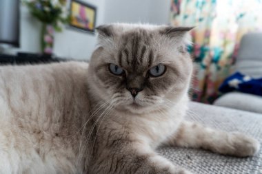 Fotoğraf İskoç kedisi, İskoç katlı, mavi gözlü beyaz