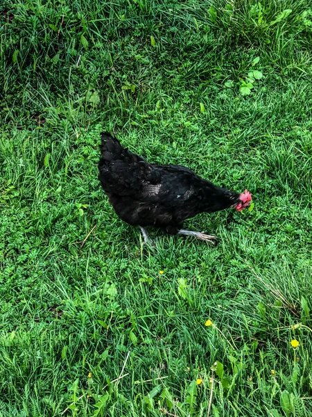 Kyckling Promenader Gräset Sommaren Hushållens Ekonomi Kyckling Kött — Stockfoto