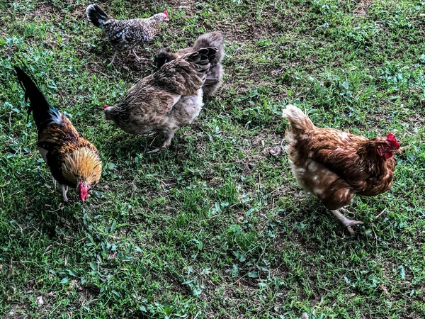 Hühner Und Hähne Spazieren Sommer Auf Dem Gras Haushaltswirtschaft Hühnerfleisch — Stockfoto