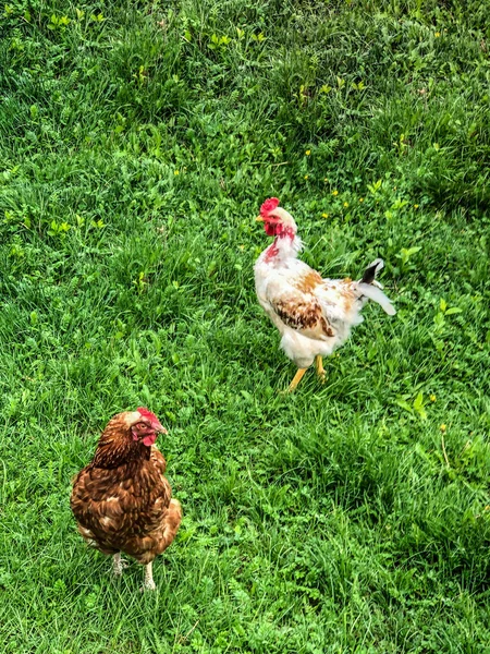 Hühner Und Hähne Spazieren Sommer Auf Dem Gras Haushaltswirtschaft Hühnerfleisch — Stockfoto