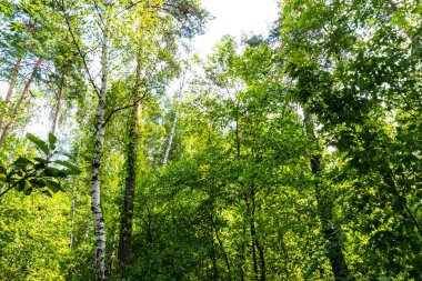 Yaz ormanı, huş ağacı, güzel yaz geçmişi.