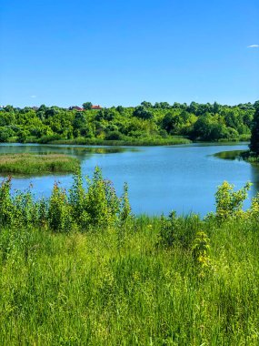 Stock Foto Gölü Yazın ormanda