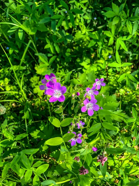 Stock Foto Veld Kleuren Zomer Het Veld — Stockfoto