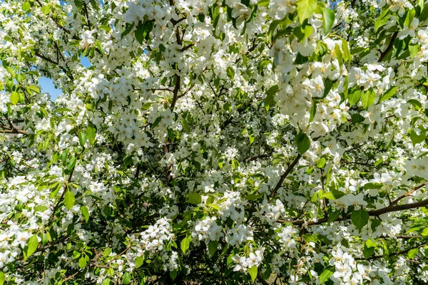 Witte Bloemen Een Appelboom Het Voorjaar Tuin — Stockfoto