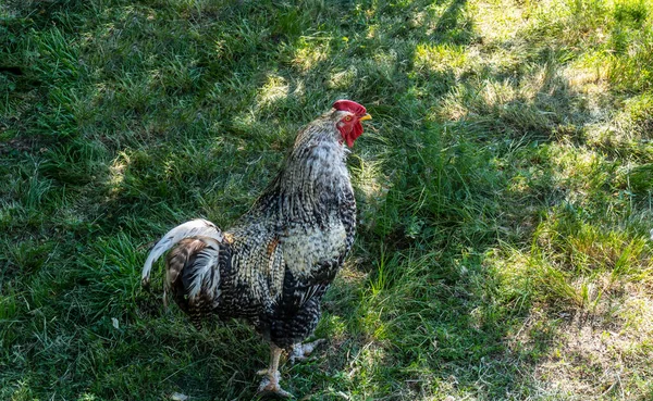 Galinha Galo Caminham Ervas Fora Quintal Aldeia — Fotografia de Stock