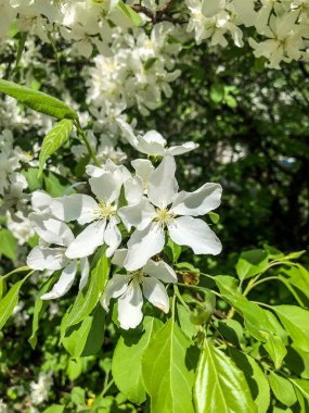 Elma ağacı baharda bahçede beyaz çiçeklerle açar.