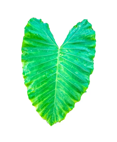 Beyaz arkaplanda izole edilmiş Tropikal yaprak