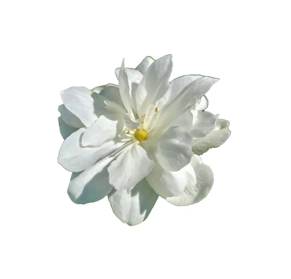 Stock Foto Flower White Jasmine Beautiful Summer Flower — Stock Photo, Image