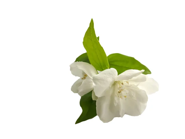 Stock Fotka Flower White Jasmine Beautiful Summer Flower — Stock fotografie