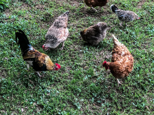 Kip Haan Loopt Het Gras Zomer Huishoudelijke Economie Kippenvlees — Stockfoto