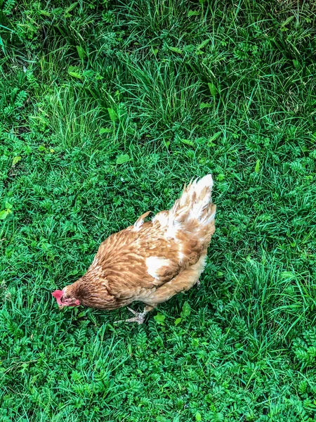 Hühnerspaziergänge Auf Dem Gras Sommer Haushaltswirtschaft Hühnerfleisch — Stockfoto