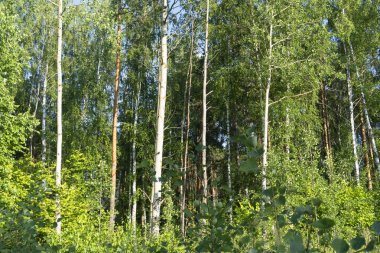 Orman fotoğrafı, yaz, doğa, güzel arka plan.