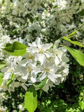 Elma ağacı baharda bahçede beyaz çiçeklerle açar.