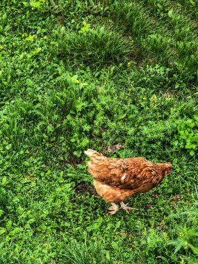 Yazın çimenlerde tavuk yürüyüşleri, ev ekonomisi, tavuk eti.
