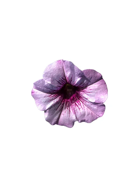 Stock Foto Petunia Flower Beautiful Summer Flower — Stock Photo, Image