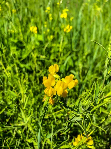 夏天在田里的鱼翅场颜色 — 图库照片