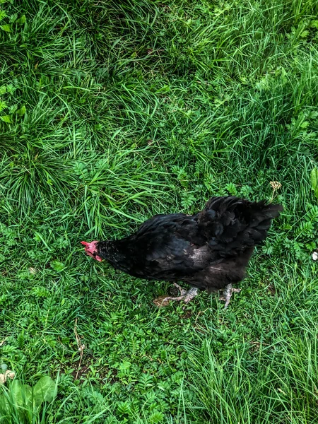 Chicken Walks Grass Summer Household Economy Chicken Meat — Stock Photo, Image