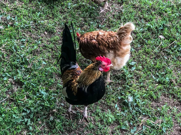 Κοτόπουλο Και Κόκορας Βόλτες Στο Γρασίδι Καλοκαίρι Την Οικονομία Του — Φωτογραφία Αρχείου