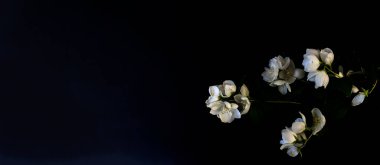 Düz Yatma, kartpostal ölüm, cenaze. Güzel Beyaz Yasemin Çiçekleri