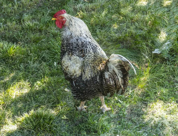 Csirke Kakas Séta Fűszernövény Udvaron Kívül Faluban — Stock Fotó