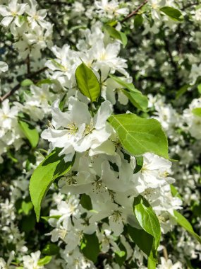Elma ağacı baharda bahçede beyaz çiçeklerle açar.