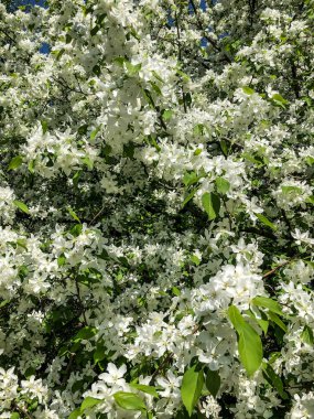 Elma ağacı baharda bahçede beyaz çiçeklerle açar.