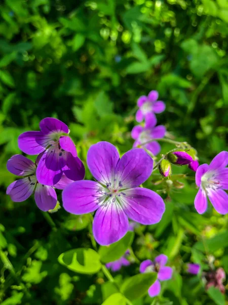 Stock Foto Couleurs Champ Été Dans Domaine — Photo