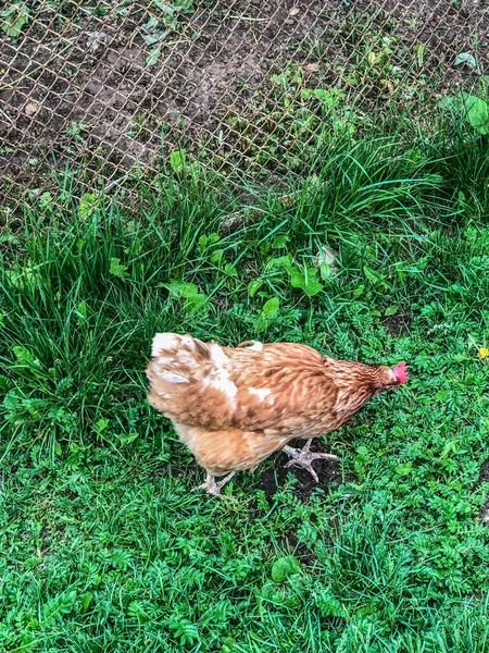 Pollo Camina Sobre Hierba Verano Economía Doméstica Carne Pollo —  Fotos de Stock