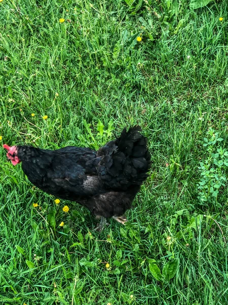 Pollo Camina Sobre Hierba Verano Economía Doméstica Carne Pollo —  Fotos de Stock