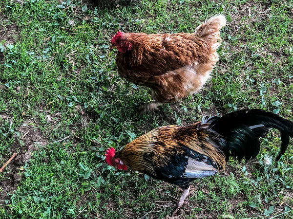 Kyckling Och Tupp Promenader Gräset Sommaren Hushållens Ekonomi Kyckling Kött — Stockfoto