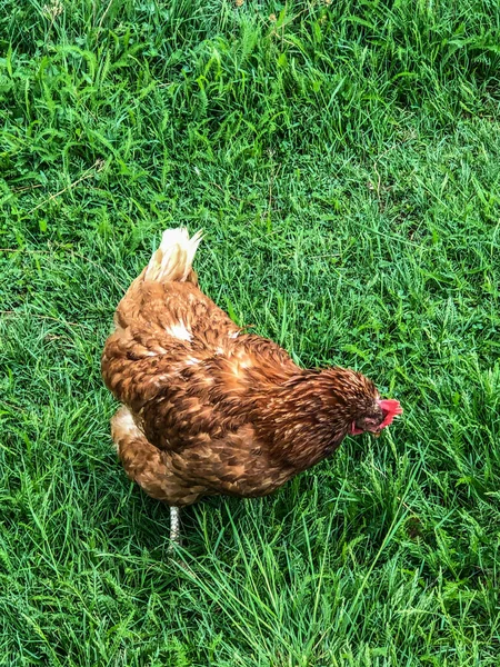 Kyckling Promenader Gräset Sommaren Hushållens Ekonomi Kyckling Kött — Stockfoto