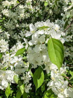 Elma ağacı baharda bahçede beyaz çiçeklerle açar.