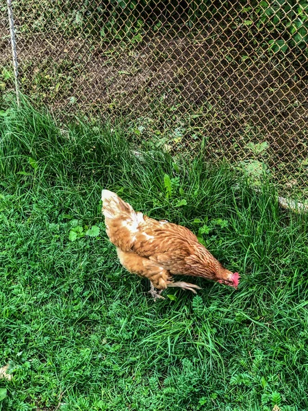 Pollo Camina Sobre Hierba Verano Economía Doméstica Carne Pollo —  Fotos de Stock