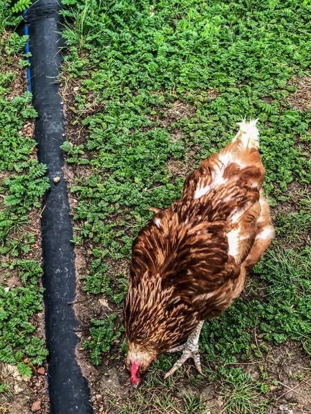 Pollo Camina Sobre Hierba Verano Economía Doméstica Carne Pollo —  Fotos de Stock