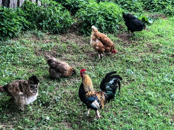 Hühner Und Hähne Spazieren Sommer Auf Dem Gras Haushaltswirtschaft Hühnerfleisch — Stockfoto