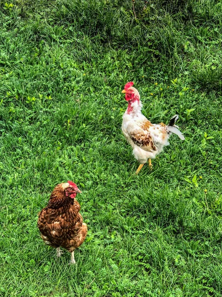 小鸡和公鸡在草地上散步 家庭经济 鸡肉肉 — 图库照片