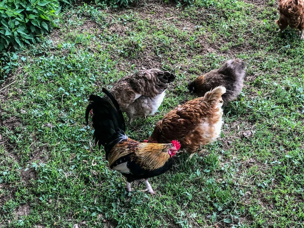 Yazın Tavuk Horoz Çimenlerde Yürüyor Ekonomisi Tavuk Eti — Stok fotoğraf