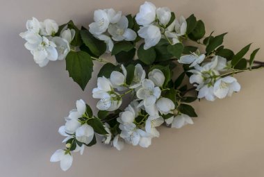 Güzel beyaz yasemin çiçekleri, çiçek açan yasemin dalı