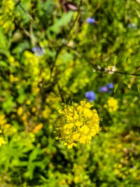 Yazın tarlada Foto Field renkleri stokla
