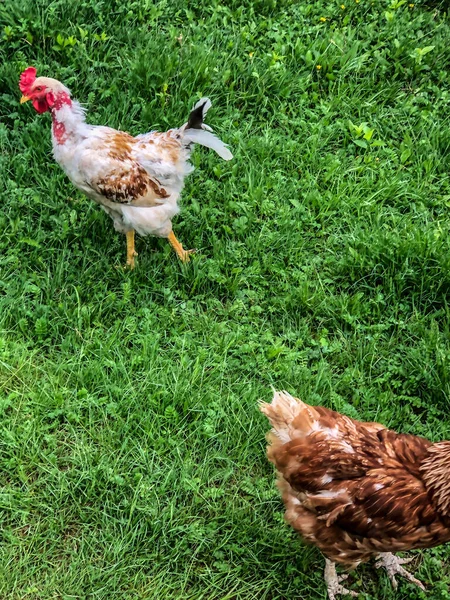 Csirke Kakas Séta Füvön Nyáron Háztartási Gazdaság Csirkehús — Stock Fotó