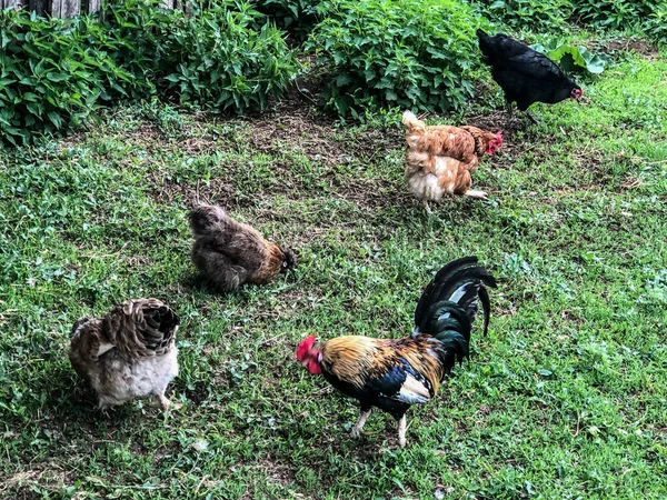 Galinha Galo Caminha Grama Verão Economia Doméstica Carne Frango — Fotografia de Stock