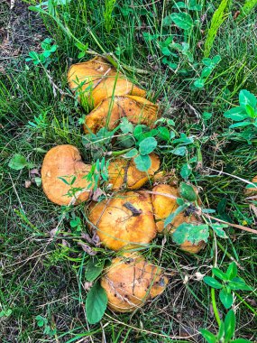 Ormandaki çimlerde foto mantarları stokla.